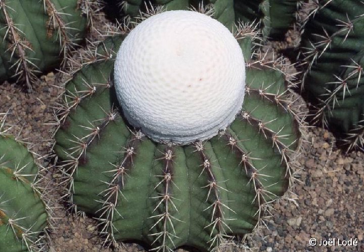 Melocactus schatzlii ©JL